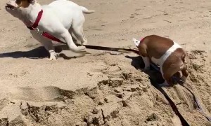 Bulldog Helps Buddy Up a Sand Mound