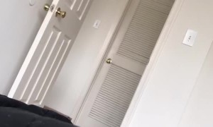 Husky says Good Morning