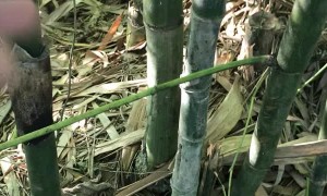 Handful of Honey Bees