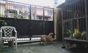 Agile Dog Scales up Wall to Climb Over Gate