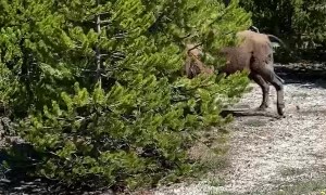 Yellowstone Welcoming Party