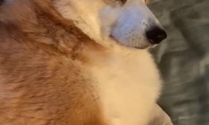 6 AM Walks are a Struggle