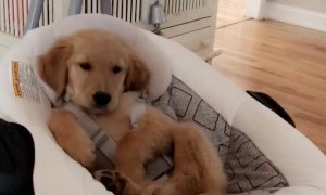 Golden Retriever Pup Plays the Role of Baby