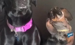 Happy Doggos Tear up Blinds in New Apartment