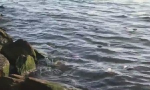 Why are there so many dead fish along the shores of the Hudson?