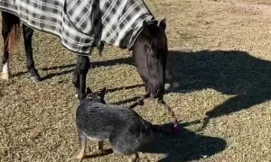 Puppy Plays Tug of War With Horse