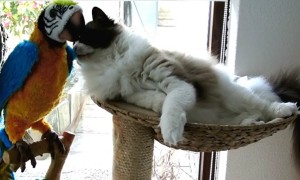 Cat gets woken up by parrot and they're instantly best friends