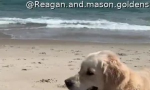 Golden Curious About Sand Crab