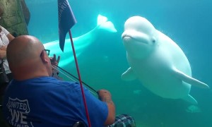 Beluga Mesmerized by Violin