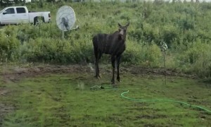 Moose Splashes Off in Sprinkler