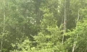 Nervous Deer Watches as Fawn Freed From Net
