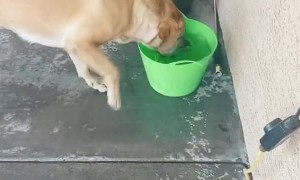 Pooch Has Peculiar Water Habit