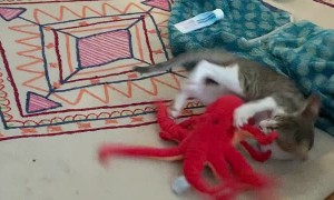 Kitten Meets New Toy