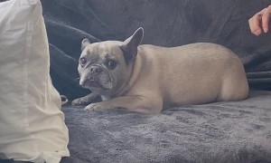 Frenchie Guarding Bone Makes Funny Sound