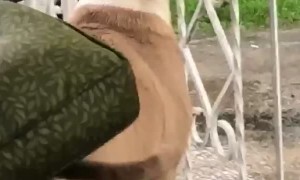 Precious Pup Plays with the Rain