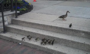 Ducklings adorably follow mom up steps - watch for the last one!