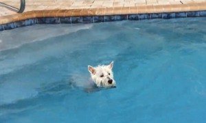 Dog can't wait to pull off Olympic-caliber pool dive
