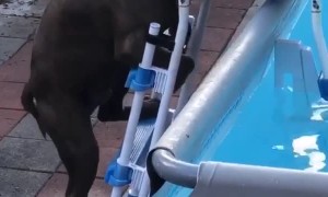 Max Climbs Pool Ladder for a Dip