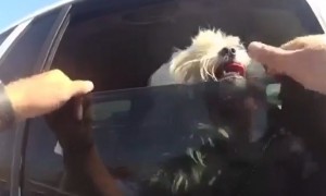 Hero police officer saves panting dog from sweltering car