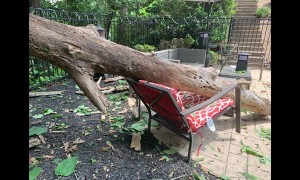 Quick-Footed Mother Escapes Falling Tree