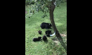 Bear and Cubs Fill Up on Fallen Apples