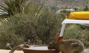 Wild Squirrel and Bunny Sharing Water