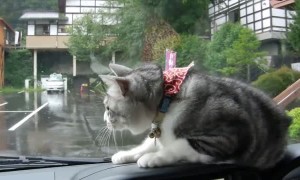 Cat has epic battle with persistent windshield wiper