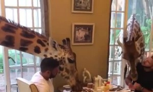 Dudes enjoy breakfast with a pair of giraffes