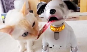 Playful cat has tons of fun with a dog toy