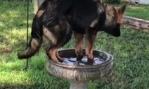 German Shepherd mistakes bird bath for personal pool