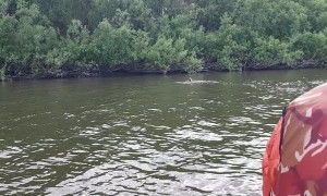 Saving a Falcon Trapped in a River