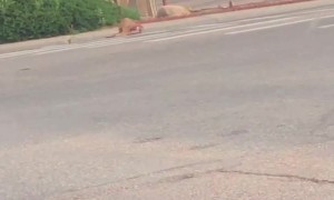 Officer Unable to Avoid Deer on Highway