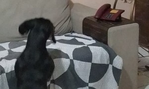 Dog is a Pro at Answering the Phone