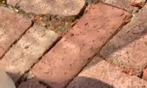 Baby Bluejay has a Lot to Say