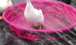 Ducks Play by the Pool
