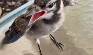 Helping a Hungry Baby Blue Jay