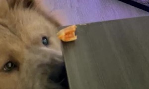 Puppy Dog Struggles to Snatch Pizza Roll From Table