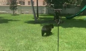 Florida House Cat Faces Off with a Black Bear