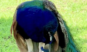 Stunning Male Peacock Looking Majestic