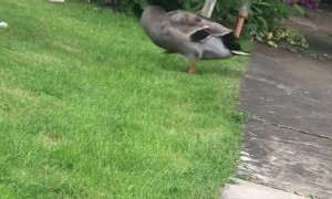 Doggy and Duck Argue Over Toy