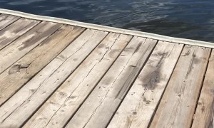 Shorthaired Pointer Wades in Lake Water