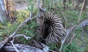 Echidna Close Encounter