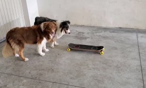 Two Cute Dogs with a Skateboard