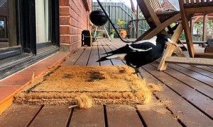 Magpie Destroys Doormat