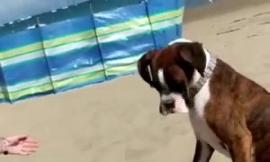 Sneaky Human Hides Ball Under Sand