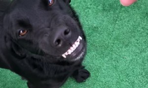 Happy Dog Shows Her Smile
