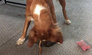 Kitten Finally Gets the Dog to Play with Her