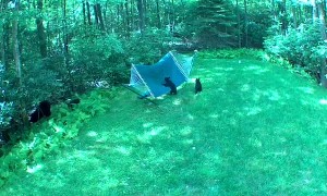 Mama Bear Brought Her Babies to Play on the Hammock