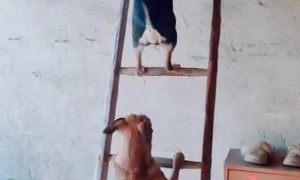 Dogs on a Ladder