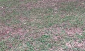 Cow and Doggy Enjoy Daily Playtime